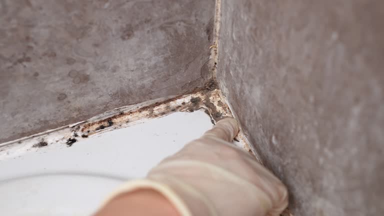 Best Black Mold Removal  in Channel Islands Beach, CA